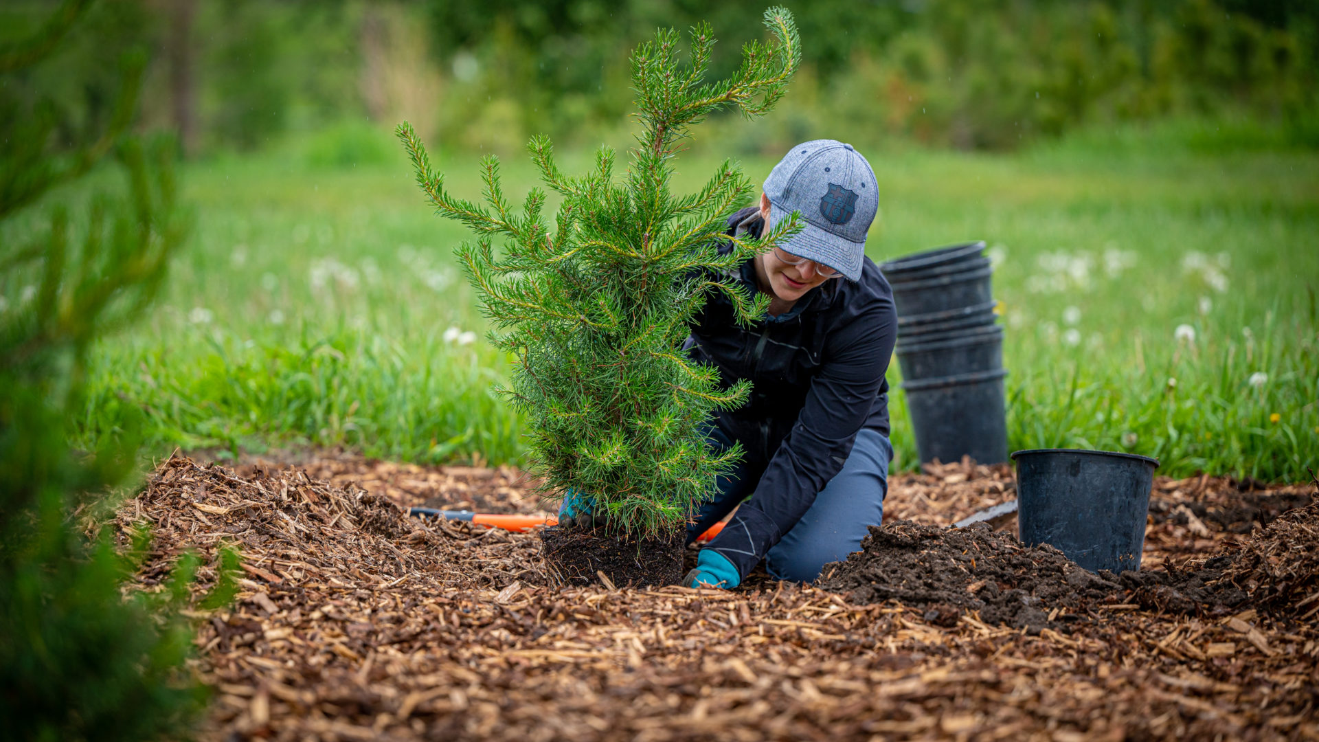 Help plant edible trees at Siksika Nation